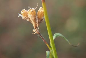 Smolnička obecná (Steris viscaria)