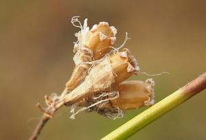 Smolnička obecná (Steris viscaria)