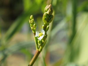 Žabník jitrocelový (Alisma plantago-aquatica)