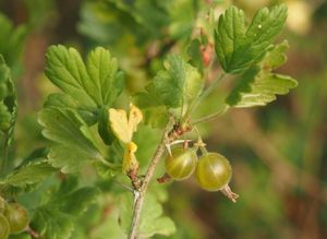 Angrešt (Ribes uva-crispa)