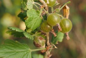 Angrešt (Ribes uva-crispa)