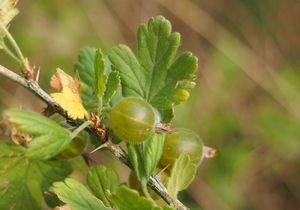 Angrešt (Ribes uva-crispa)