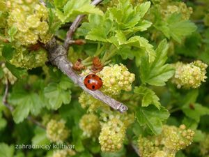 Rybíz alpinský (Ribes alpinum)