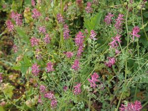 Zemědým lékařský (Fumaria officinalis)