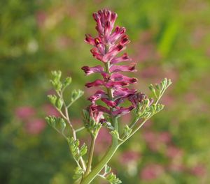 Zemědým lékařský (Fumaria officinalis)