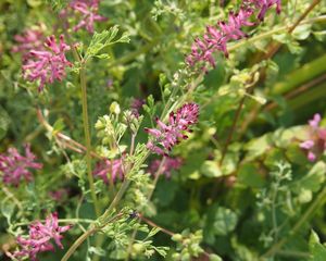 Zemědým lékařský (Fumaria officinalis)