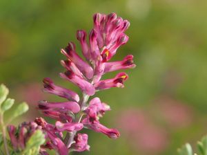 Zemědým lékařský (Fumaria officinalis)