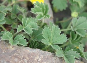 Mochna písečná (Potentilla arenaria)