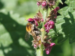 Čistec lesní (Stachys sylvatica)