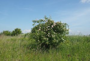 Růže šípková (Rosa canina)