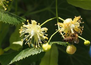 Lípa velkolistá (Tilia platyphylla)