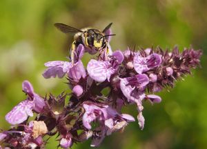 Čistec bahenní (Stachys palustris)