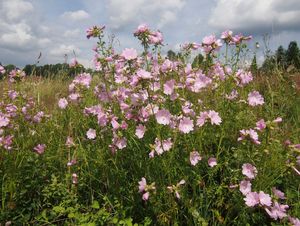 Sléz pižmový (Malva moschata L.)