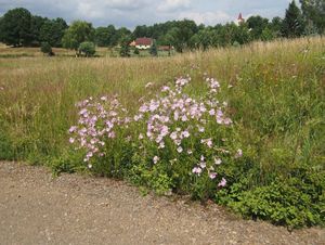 Sléz pižmový (Malva moschata L.)