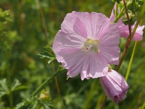 Sléz pižmový (Malva moschata L.)