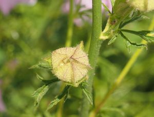 Sléz pižmový (Malva moschata L.)