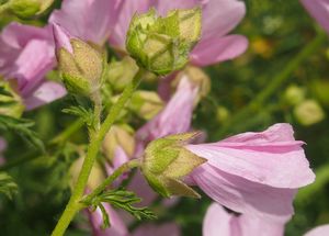 Sléz pižmový (Malva moschata L.)