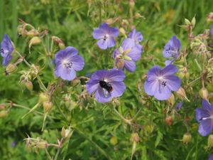 Kakost luční (Geranium pratense)