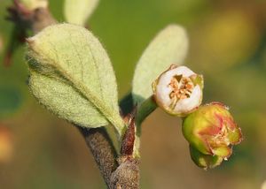 Skalník celokrajný (Cotoneaster integerrimus)