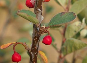 Skalník celokrajný (Cotoneaster integerrimus)