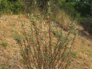 Skalník celokrajný (Cotoneaster integerrimus)