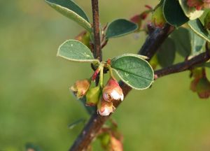 Skalník celokrajný (Cotoneaster integerrimus)