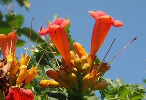 Trubač (Campsis sp.)