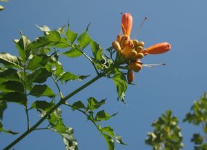 Trubač (Campsis sp.)