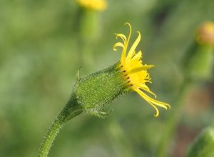 Starček lepkavý (Senecio viscosus)