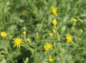 Starček lepkavý (Senecio viscosus)