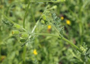 Starček lepkavý (Senecio viscosus)