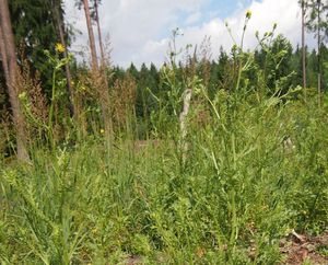 Starček lepkavý (Senecio viscosus)