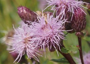 Pcháč rolní /oset/ (Cirsium arvense)