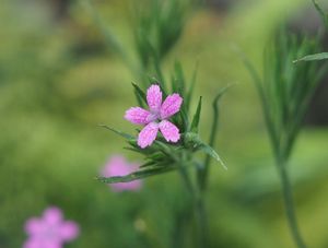 Hvozdík svazčitý (Dianthus armeria L.)