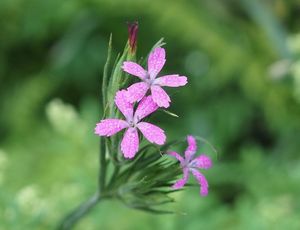 Hvozdík svazčitý (Dianthus armeria L.)