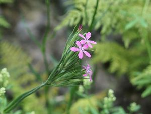 Hvozdík svazčitý (Dianthus armeria L.)