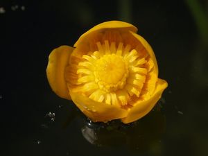 Stulík žlutý (Nuphar lutea (L.))