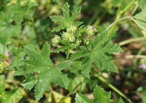 Sléz lesní (Malva sylvestris)