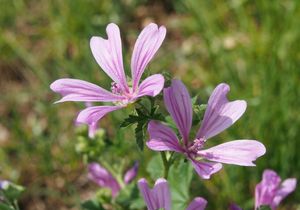 Sléz lesní (Malva sylvestris)