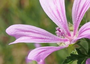 Sléz lesní (Malva sylvestris)