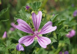 Sléz lesní (Malva sylvestris)