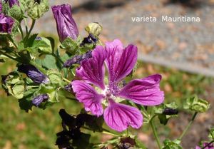 Sléz lesní (Malva sylvestris)