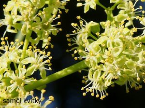 Pajasan žlaznatý (Ailanthus altissima)