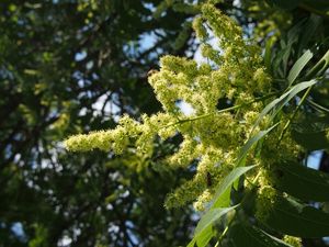 Pajasan žlaznatý (Ailanthus altissima)