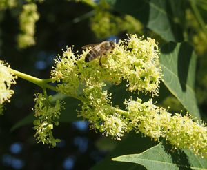 Pajasan žlaznatý (Ailanthus altissima)