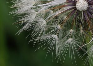 Prasetník kořenatý (Hypochaeris radicata)