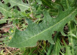 Prasetník kořenatý (Hypochaeris radicata)