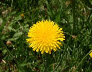 Prasetník kořenatý (Hypochaeris radicata)