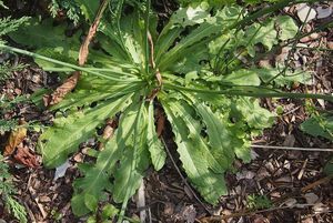 Prasetník kořenatý (Hypochaeris radicata)