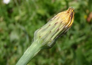 Prasetník kořenatý (Hypochaeris radicata)